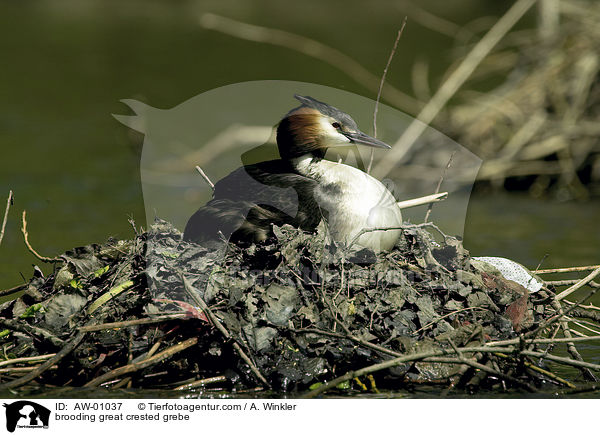 brooding great crested grebe / AW-01037