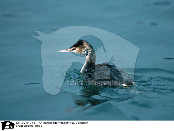 Haubentaucher / great crested grebe / DV-01073