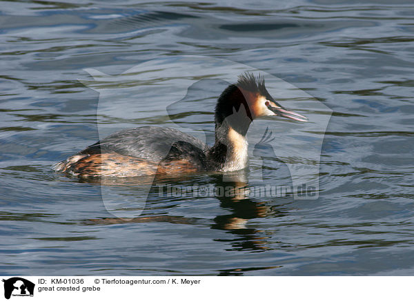 great crested grebe / KM-01036