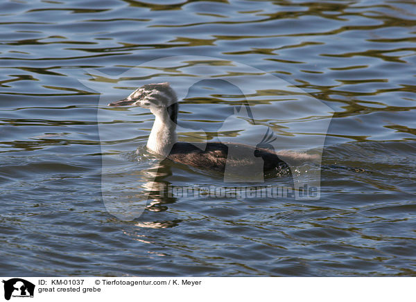 great crested grebe / KM-01037