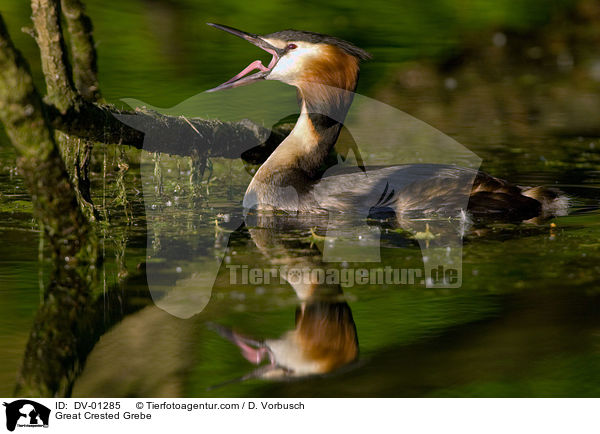 Haubentaucher / Great Crested Grebe / DV-01285
