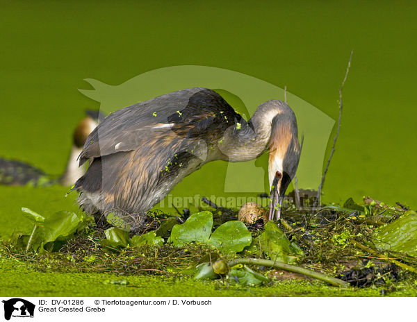 Great Crested Grebe / DV-01286