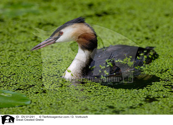 Great Crested Grebe / DV-01291