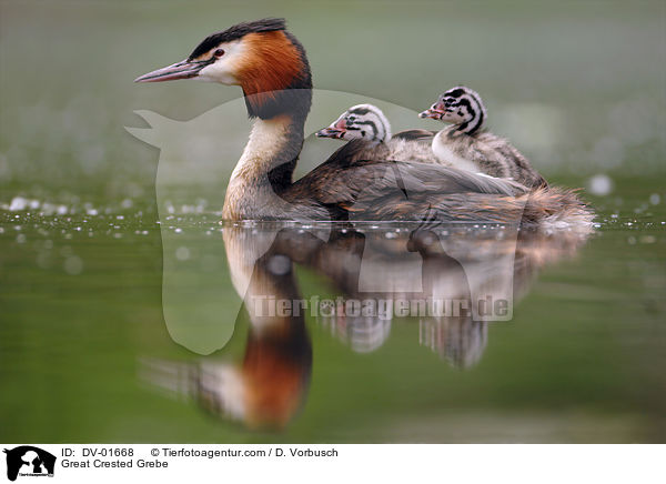 Haubentaucher / Great Crested Grebe / DV-01668