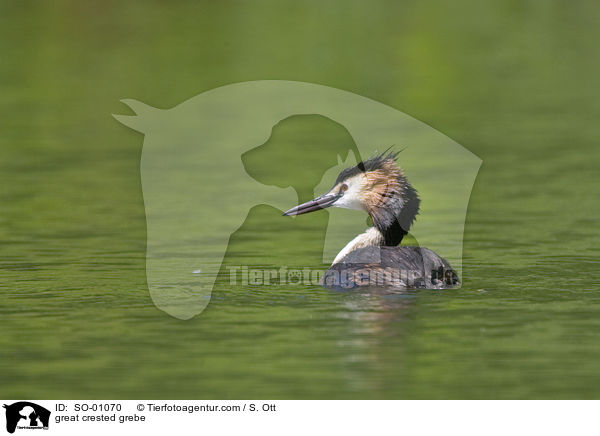 great crested grebe / SO-01070