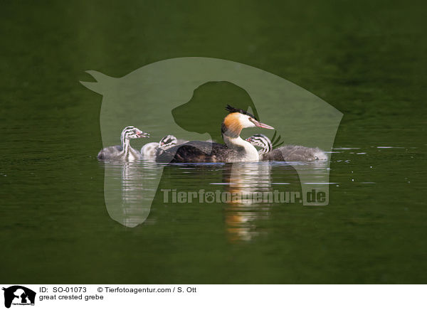 great crested grebe / SO-01073