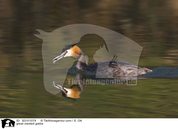 great crested grebe / SO-01074