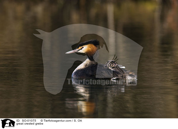 great crested grebe / SO-01075