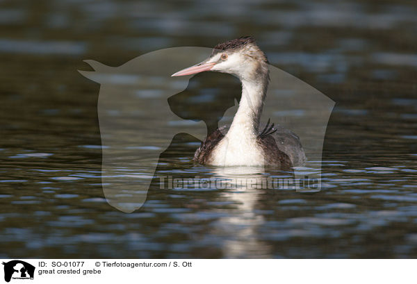 Haubentaucher / great crested grebe / SO-01077