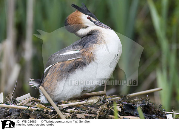 nesting great crested grebe / WS-02683