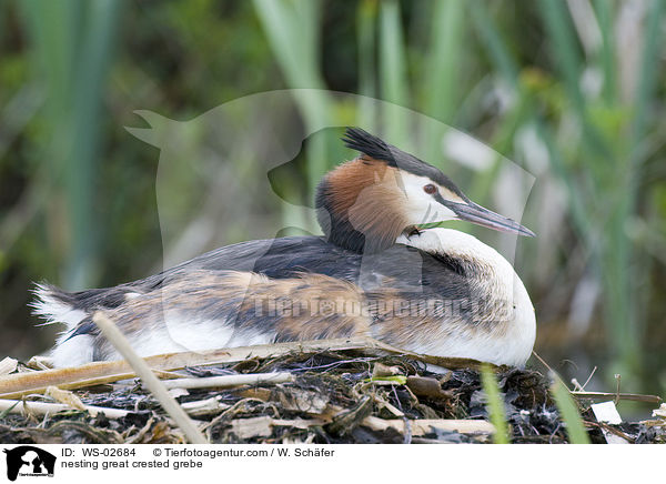 nesting great crested grebe / WS-02684
