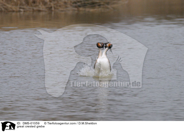 Haubentaucher / great crested grebe / DMS-01059