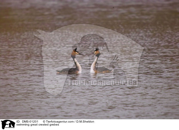swimming great crested grebes / DMS-01201
