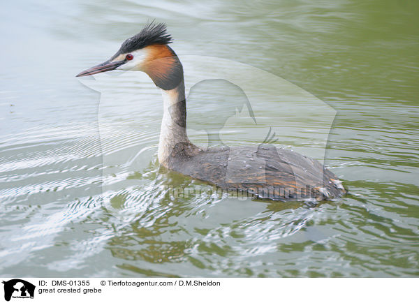 Haubentaucher / great crested grebe / DMS-01355