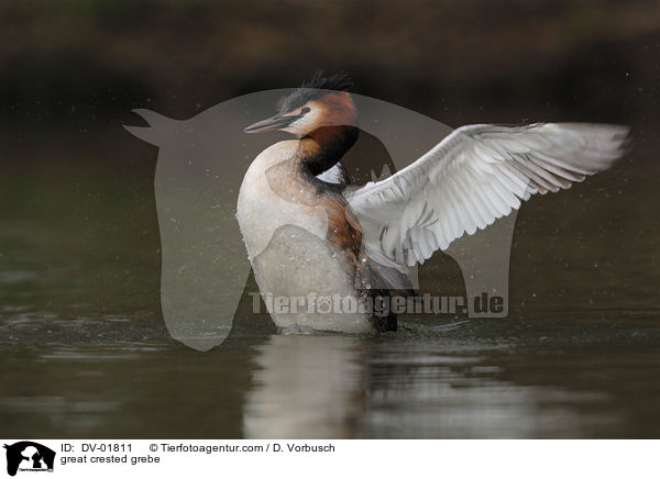 great crested grebe / DV-01811
