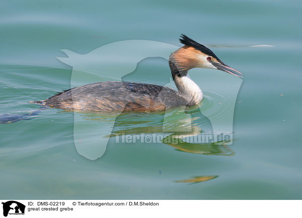 great crested grebe / DMS-02219