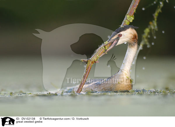 great crested grebe / DV-02138