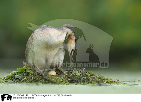 Haubentaucher / great crested grebe / DV-02142