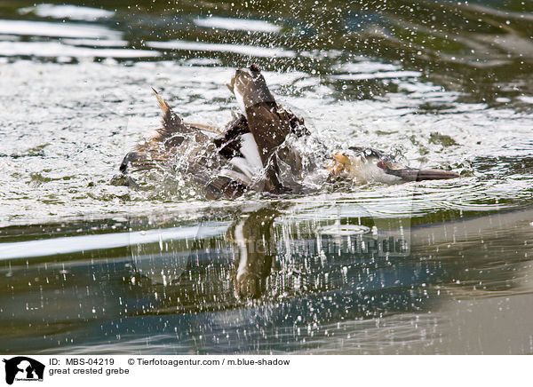Haubentaucher / great crested grebe / MBS-04219
