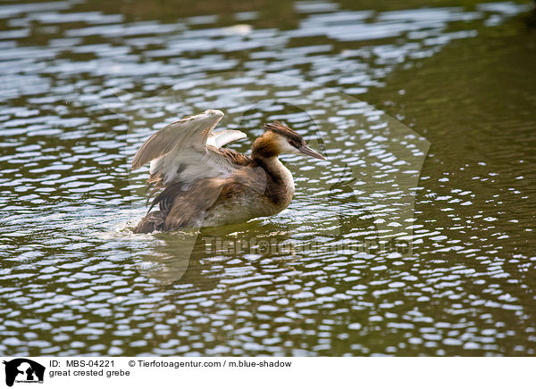 great crested grebe / MBS-04221