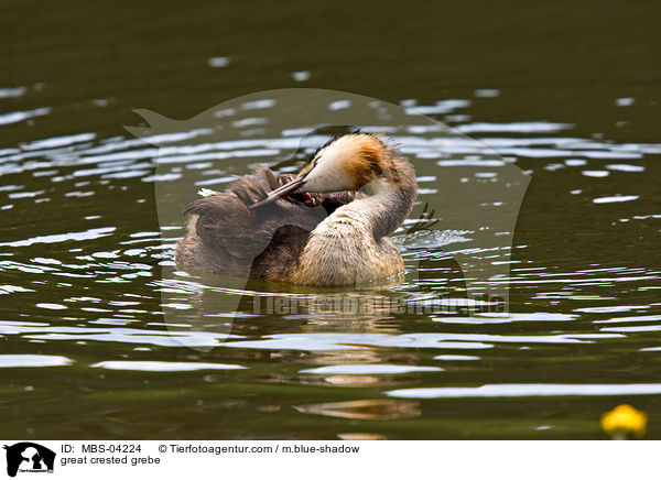 great crested grebe / MBS-04224
