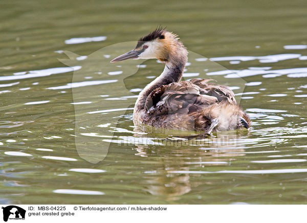 Haubentaucher / great crested grebe / MBS-04225