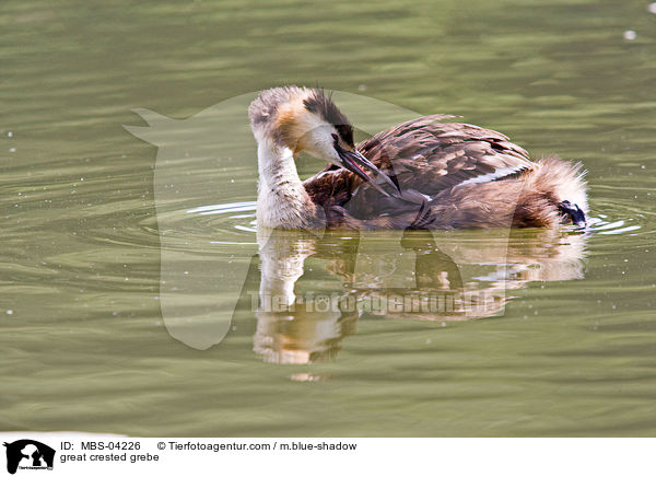 great crested grebe / MBS-04226