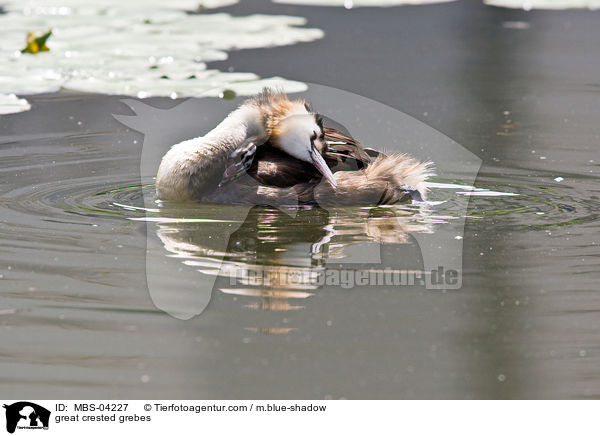 Haubentaucher / great crested grebes / MBS-04227