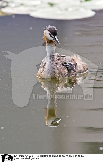 Haubentaucher / great crested grebes / MBS-04228