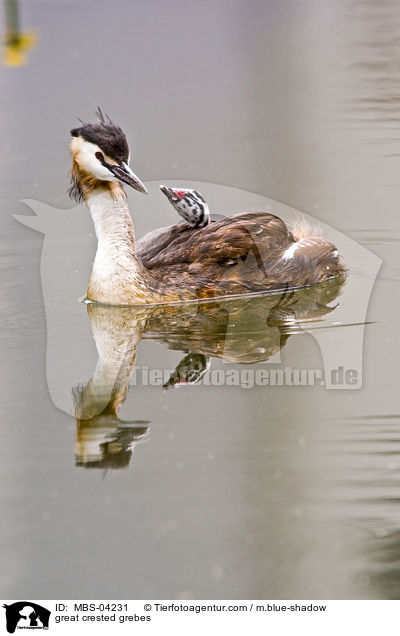 great crested grebes / MBS-04231