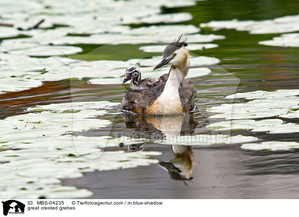 great crested grebes / MBS-04235