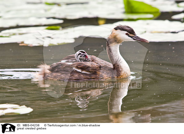 great crested grebes / MBS-04238