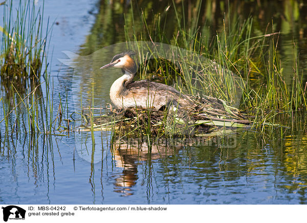 great crested grebe / MBS-04242