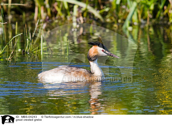great crested grebe / MBS-04243