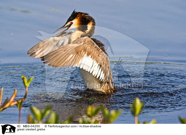 great crested grebe / MBS-04250
