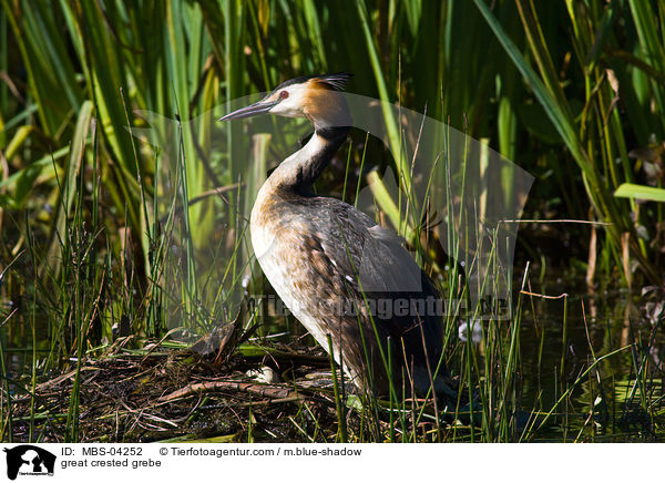 great crested grebe / MBS-04252