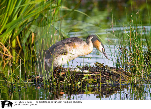 great crested grebe / MBS-04253