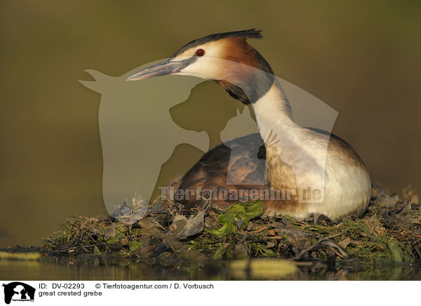 great crested grebe / DV-02293