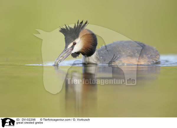 great crested grebe / DV-02296