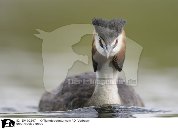 great crested grebe / DV-02297