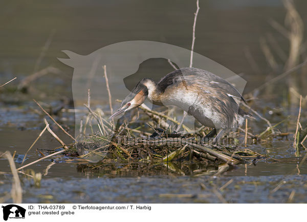 great crested grebe / THA-03789