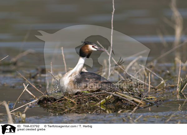 great crested grebe / THA-03792