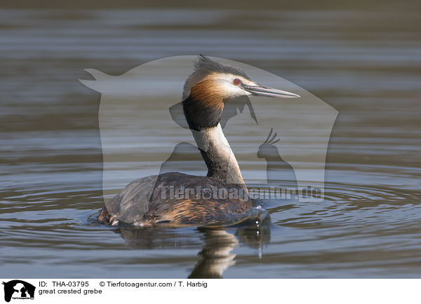 great crested grebe / THA-03795
