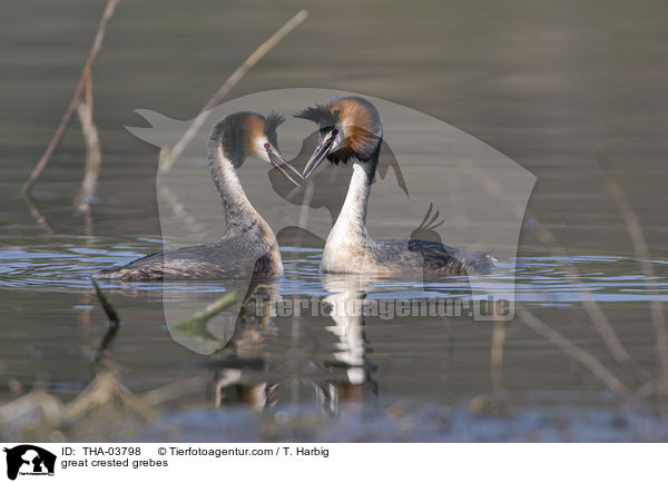 great crested grebes / THA-03798