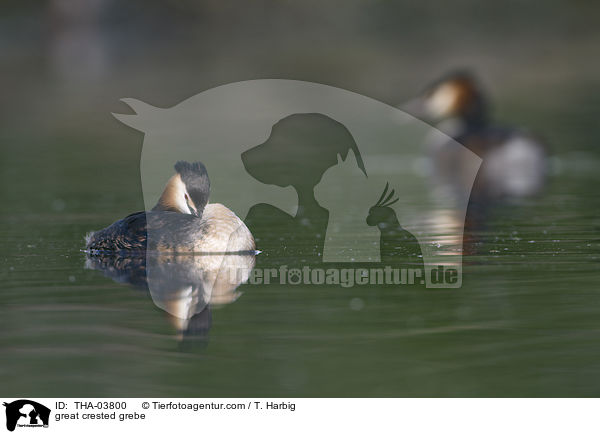 great crested grebe / THA-03800
