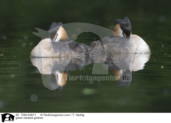 Haubentaucher / great crested grebes / THA-03811
