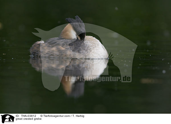 Haubentaucher / great crested grebe / THA-03812