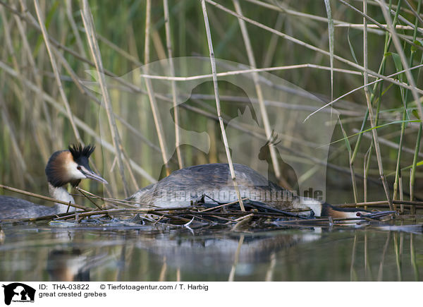 great crested grebes / THA-03822