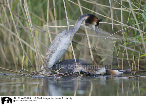 great crested grebes / THA-03823