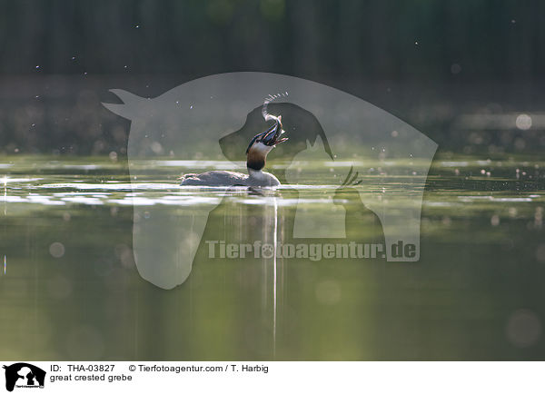 great crested grebe / THA-03827